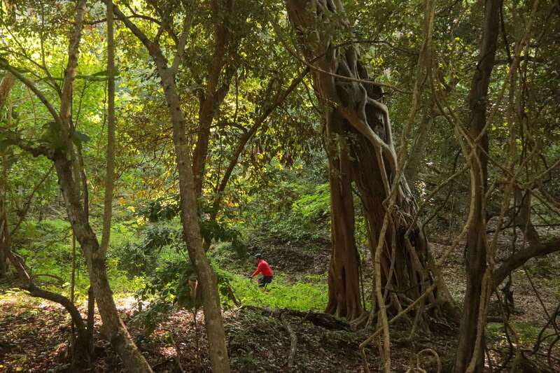 From Puerto Vallarta: Jungle Mountain Bike Tour - Unique Highlights and What Sets It Apart