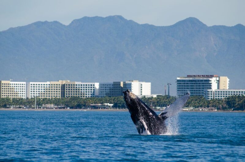 From Puerto Vallarta/Nuevo Vallarta: Whale Watching Cruise - Exciting Whale Watching from Puerto Vallarta on a Modern Catamaran