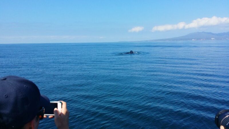 From Puerto Vallarta/Nuevo Vallarta: Whale Watching Cruise - Departing from Paradise Village and Puerto Vallarta: Easy Access Points