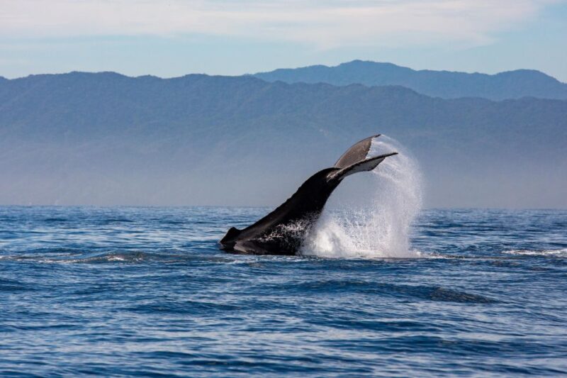 From Puerto Vallarta/Nuevo Vallarta: Whale Watching Cruise - What to Expect on the Whale Watching Experience