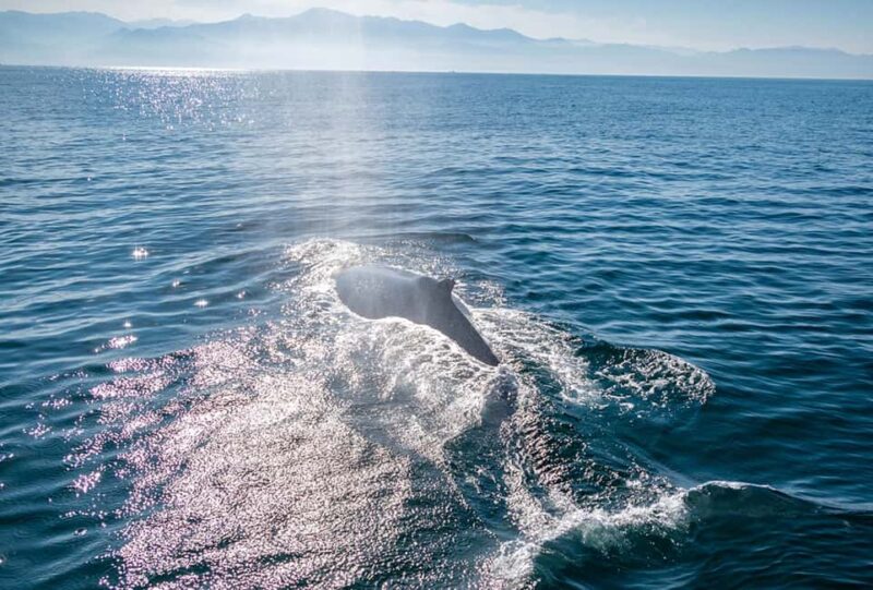 From Puerto Vallarta/Nuevo Vallarta: Whale Watching Cruise - The Marine Biologists and Interactive Learning