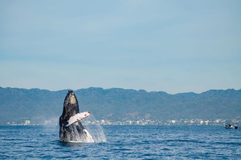 From Puerto Vallarta/Nuevo Vallarta: Whale Watching Cruise - Comparing This Tour to Similar Whale Watching Experiences