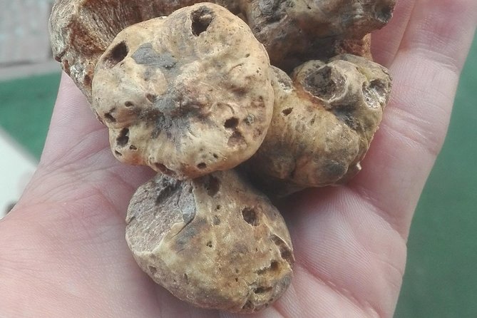 From Pula or Medulin: Rovinj, Gronjan & Motovun day tour - The Majestic Hilltop Town of Motovun and Truffle Tasting