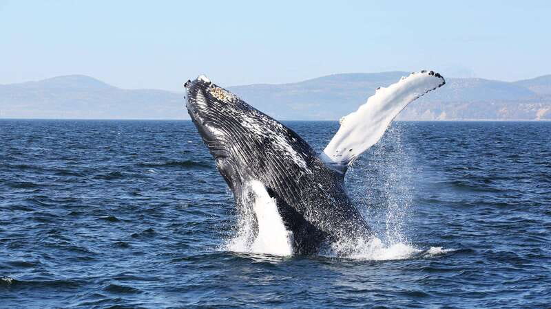 From Quebec City: Whale Watching Excursion Full-Day Trip - Discover the Full-Day Whale Watching Excursion from Quebec City