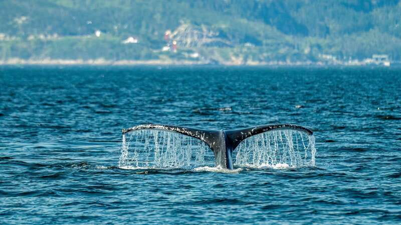 From Quebec City: Whale Watching Excursion Full-Day Trip - Exploring the Marine Park: Whale Watching from the Boat or Zodiac