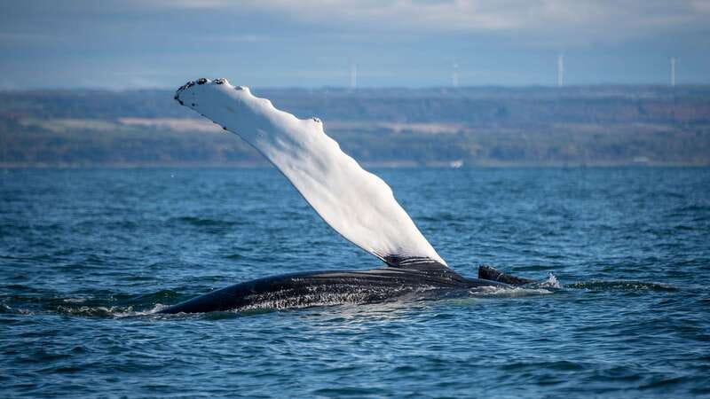 From Quebec City: Whale Watching Excursion Full-Day Trip - Safety and Ethical Standards