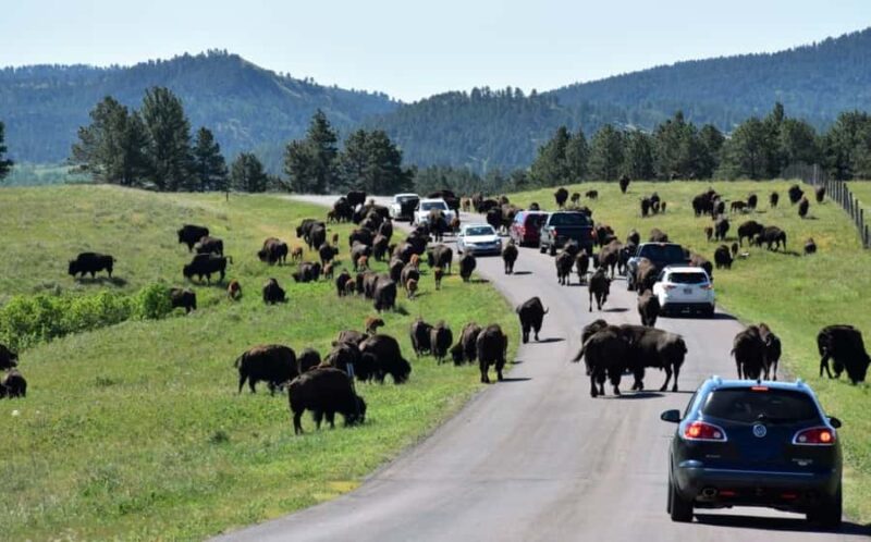 From Rapid City: Custer State Park and Needles Highway Tour - Scenic Drive through Custer State Park and Wildlife Encounters