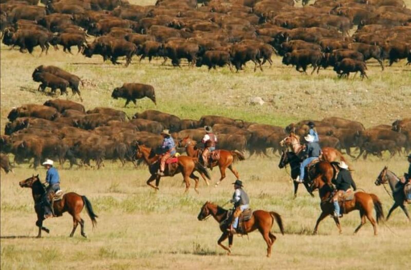 From Rapid City: Custer State Park Buffalo Roundup Tour - Discover the Unique Buffalo Roundup in South Dakota