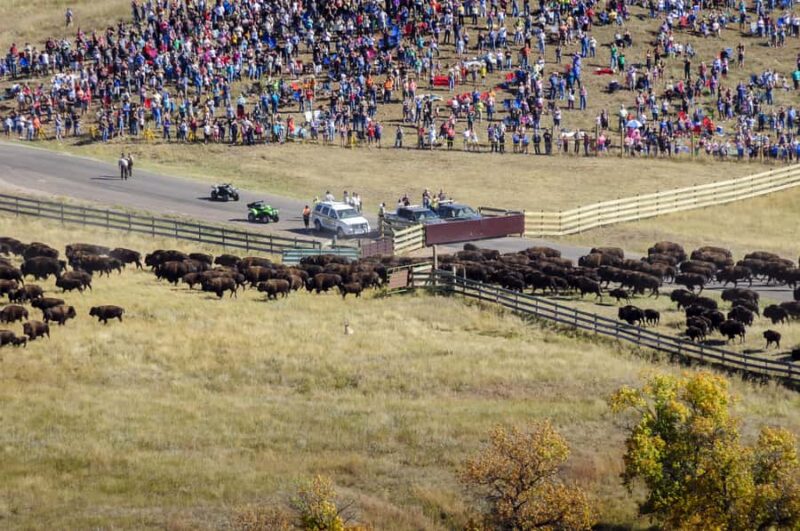 From Rapid City: Custer State Park Buffalo Roundup Tour - Key Points