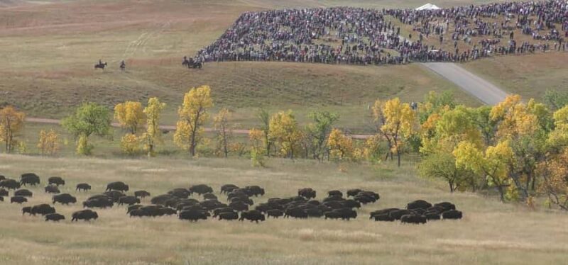 From Rapid City: Custer State Park Buffalo Roundup Tour - Watching the Buffalo Stampede Into the Corral