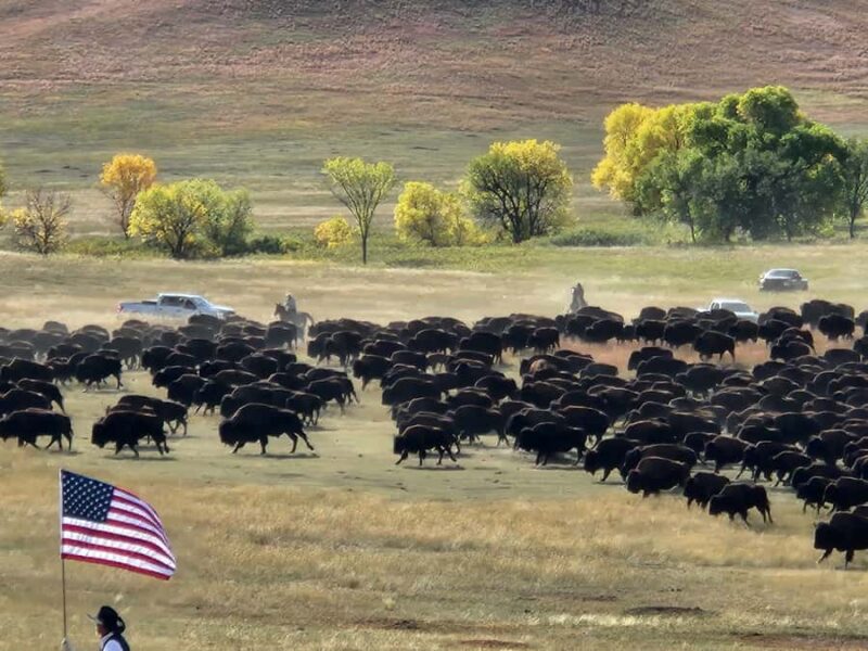 From Rapid City: Custer State Park Buffalo Roundup Tour - In-Depth Look at Ranger Work at the Corrals