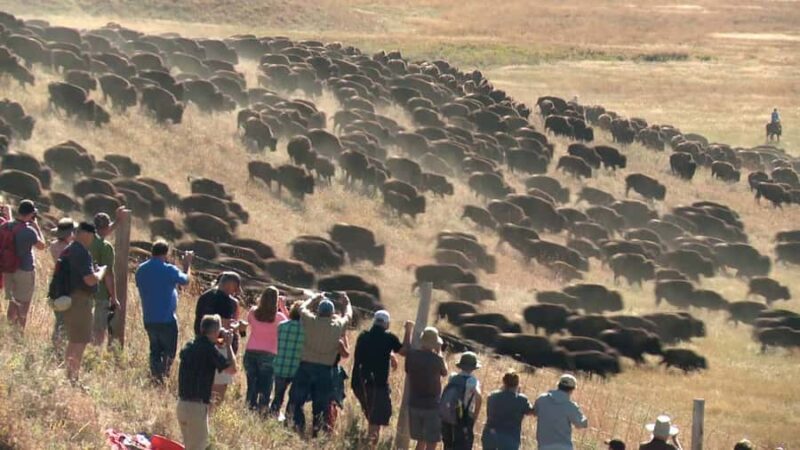 From Rapid City: Custer State Park Buffalo Roundup Tour - Final Thoughts on the Custer State Park Buffalo Roundup Tour