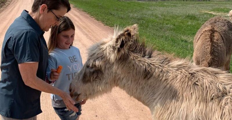 From Rapid City: Custer State Park Private Safari and Hiking - Explore Custer State Park’s Wildlife in an Open-Air Safari