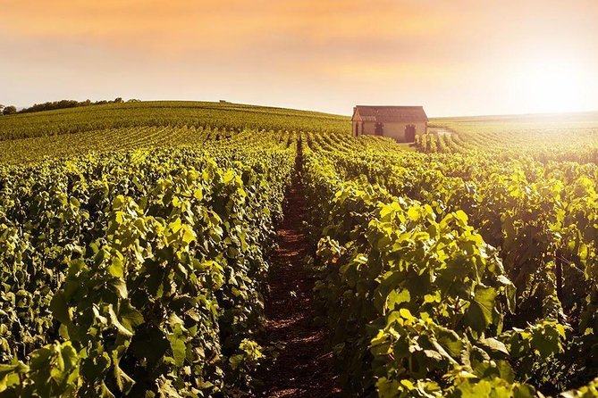 From Reims Champagne Day Trip Veuve Clicquot Local Domain & Lunch - The Tours Strengths and Limitations