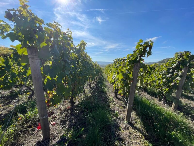 From Reims/Epernay: Champagne half-day tour (small group) - Reims or Epernay: Starting Point for Your Champagne Journey