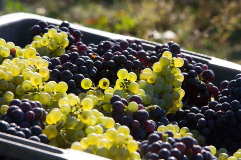 From Reims/Epernay:The Connoisseurs Private Tour 9 tastings - Visits to Independent Champagne Producers and Cellars