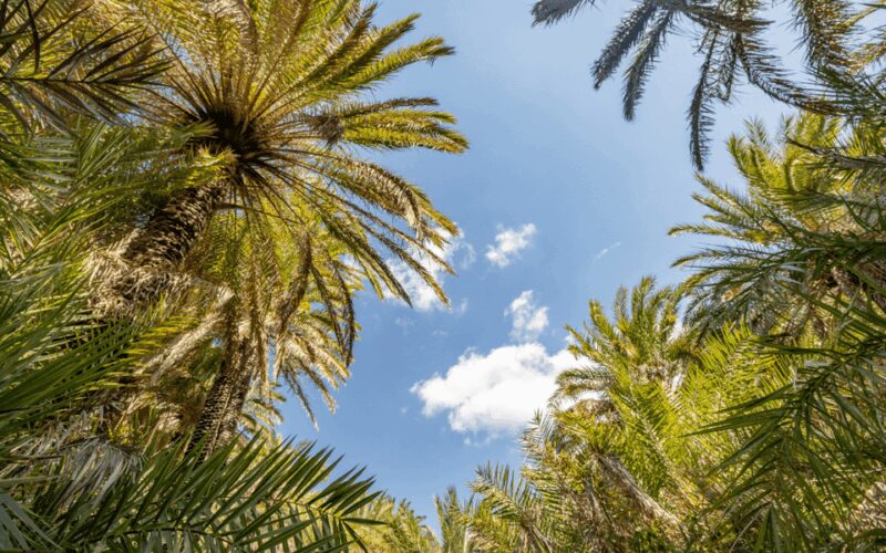 From Rethymno: Exotic Preveli Palms, Damnioni & Plakia Beach - Preveli Palm Forest Beach and Its Tropical Charm