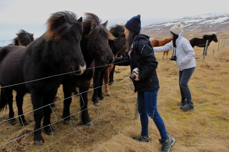 From Reykjavik: 6-Day Small Group Tour of Iceland Summer - Key Points