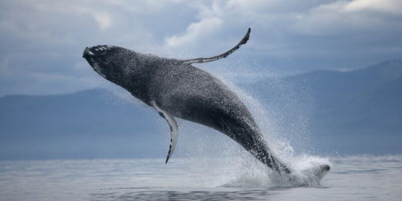 From Reykjavik: Buggy & Whale Watching Adventure - What to Expect During the Whale Watching Tour