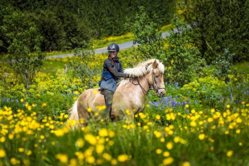 From Reykjavik: Full-Day Horse Riding & Golden Circle Tour - Full-Day Tour Blends Icelandic Horses with the Golden Circle