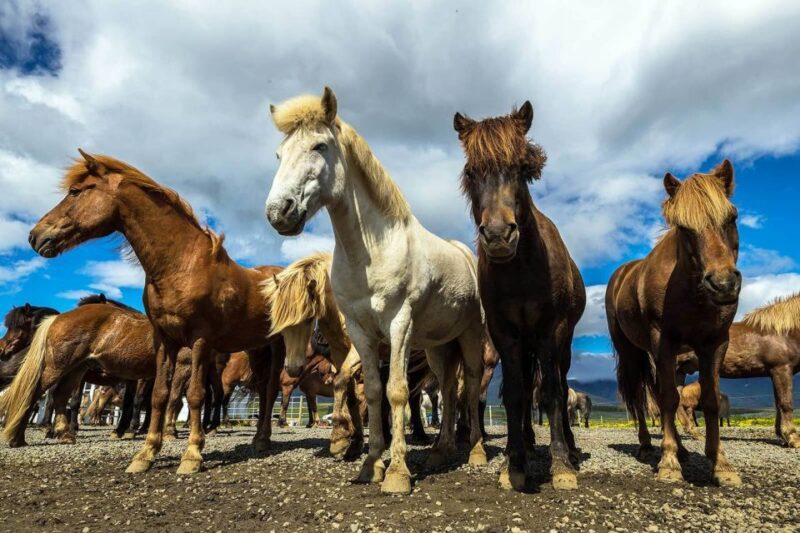 From Reykjavik: Full-Day Horse Riding & Golden Circle Tour - Geysir Hot Springs and Strokkur’s Eruption