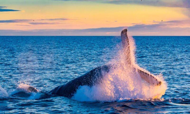 From Reykjavik: Full Day Whale Watching & Golden Circle Tour - Experience the Majesty of Gullfoss Waterfall