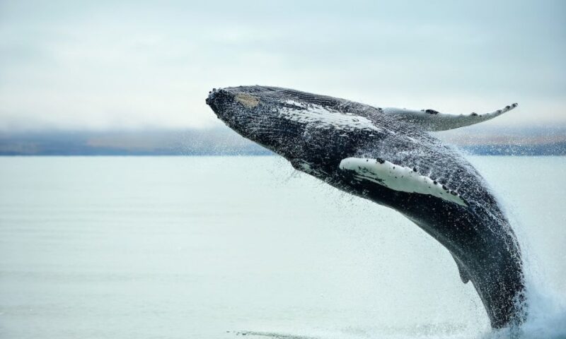 From Reykjavik: Full Day Whale Watching & Golden Circle Tour - The Experience Provider: BusTravel Iceland