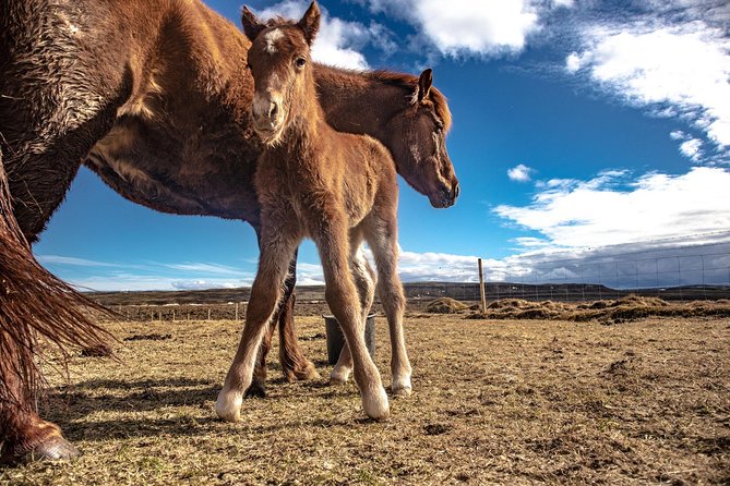 From Reykjavik: Golden Circle & Secret Lagoon Small Group Tour - Relaxing at the Secret Lagoon: Iceland’s Oldest Geothermal Pool