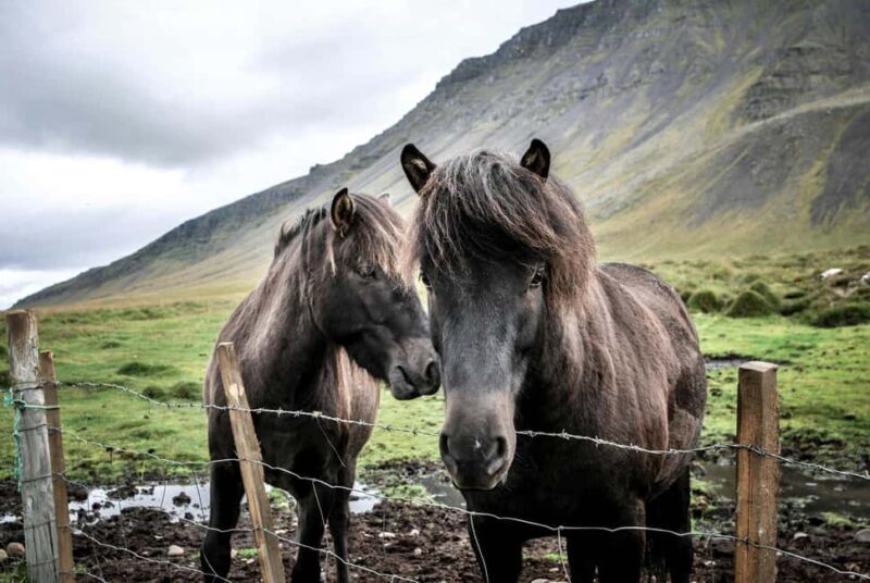 From Reykjavík: Horseback Ride Below the Majestic Mountains - Explore South Iceland on Horseback for a Full Day of Scenic Beauty