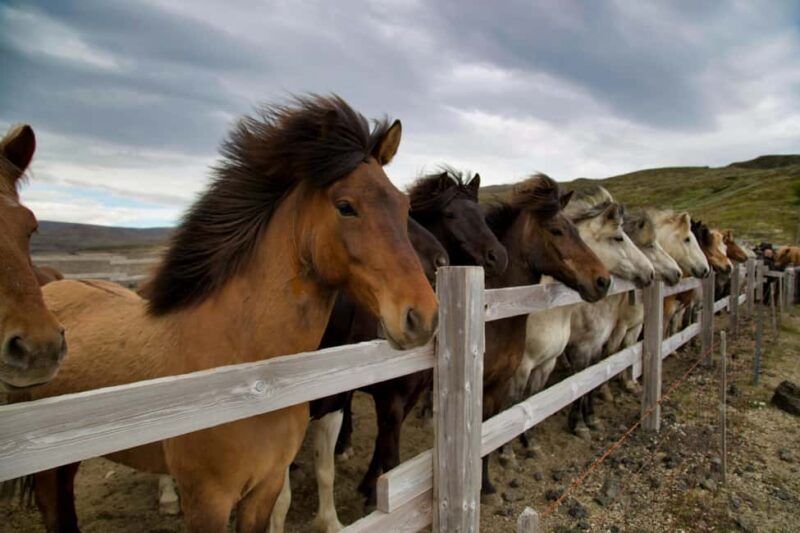 From Reykjavík: Horseback Ride Below the Majestic Mountains - Riding Through Meadows and Lava Sands with Icelandic Horses