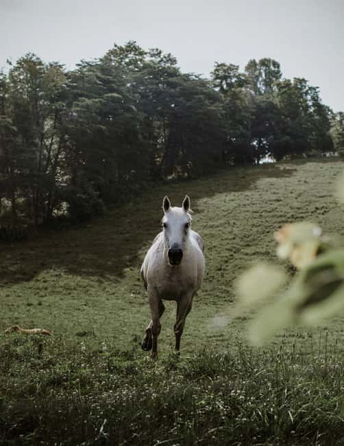 From Reykjavík: Horseback Ride Below the Majestic Mountains - Riding Near Reykjafjall and Following Viking Paths