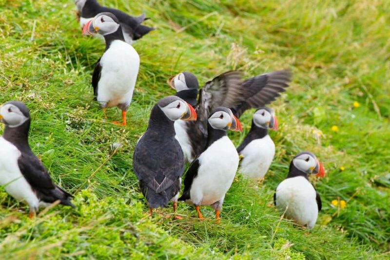 From Reykjavík: Iceland Express Circle - 6-Day Self-Drive - The Golden Circle and South Coast Highlights