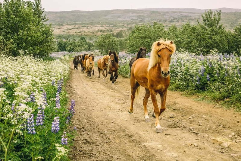 From Reykjavík: Icelandic Horse Riding Tour in Lava Fields - The Ride: Lava Fields and Green Hillsides