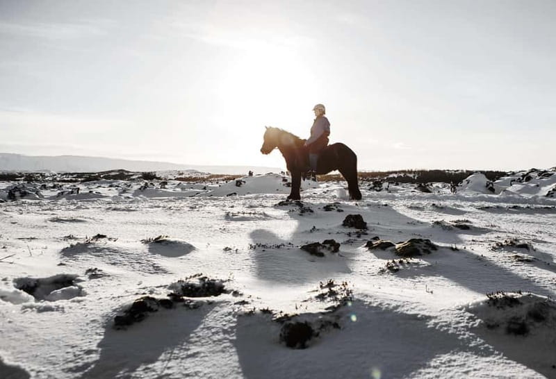 From Reykjavík: Icelandic Horse Riding Tour in Lava Fields - Timing and Pacing of the Tour