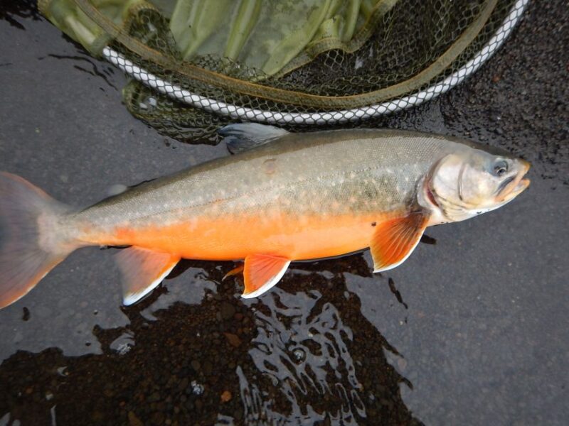 From Reykjavik: Lake and River Fishing Tour - Weather Preparation and Practical Tips