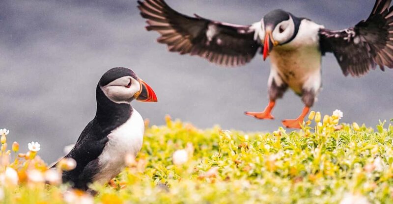 From Reykjavik: Puffin and Volcano Tour in Westman Islands - From Reykjavik: Puffin and Volcano Tour in Westman Islands