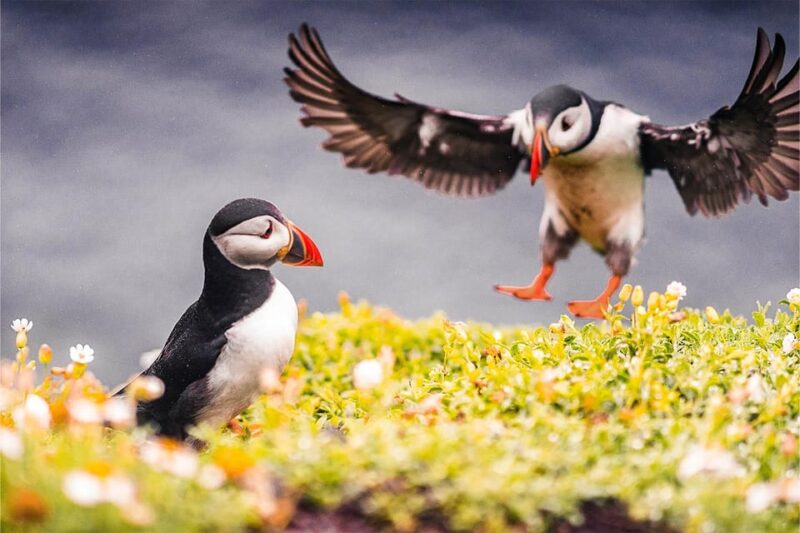 From Reykjavik: Puffin and Volcano Tour in Westman Islands - Free Time to Explore the Town and Observe Lava Fields