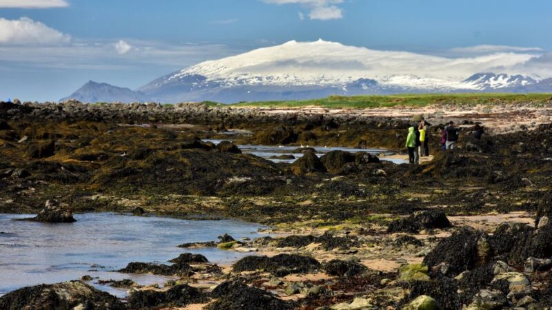 From Reykjavik: Snaefellsnes - Small Group, Lunch Included - Seals at Ytri Tunga Beach and Birdlife at Arnarstapi