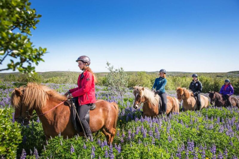 From Reykjavík: Viking Horseback Tour in Hafnarfjörður - Key Points