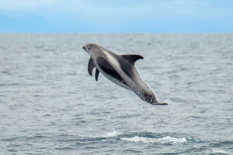 From Reykjavik: Whale Watching Tour by Speedboat - Departing from Reykjavik’s Old Harbor to Faxaflói Bay