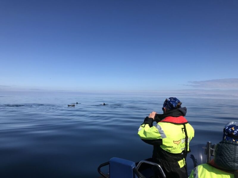 From Reykjavik: Whale Watching Tour by Speedboat - Asking Questions and Learning About Marine Life