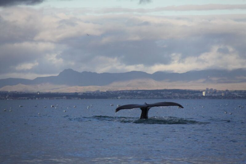 From Reykjavik: Whale Watching Tour by Speedboat - The Sum Up: A Thrilling and Informative Icelandic Marine Escape