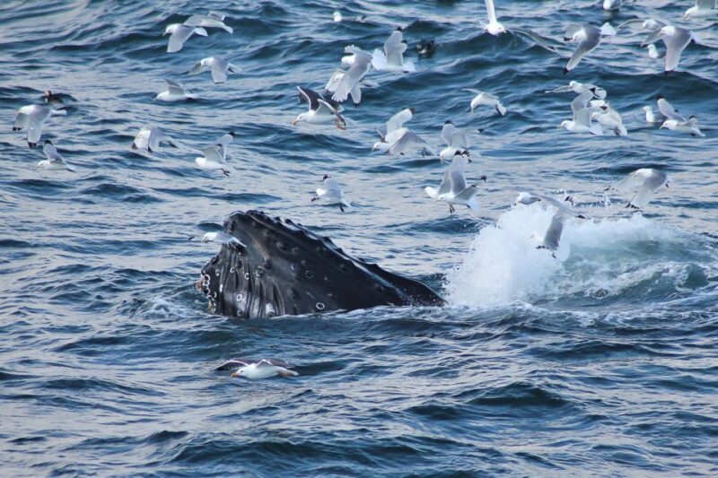 From Reykjavik: Whale Watching Tour - Exciting Whale Watching from Reykjavik at an Accessible Price