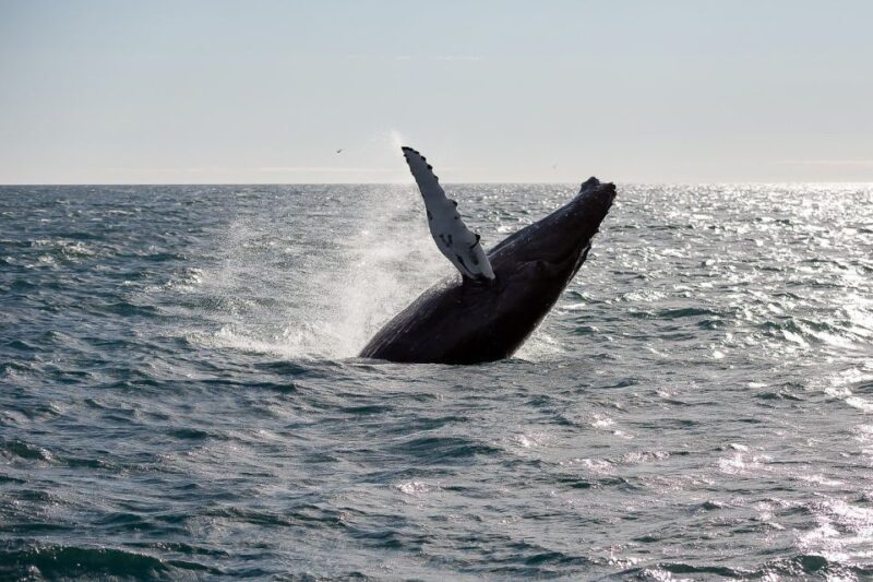 From Reykjavik: Whale Watching Tour - The Itinerary and Marine Encounter Highlights
