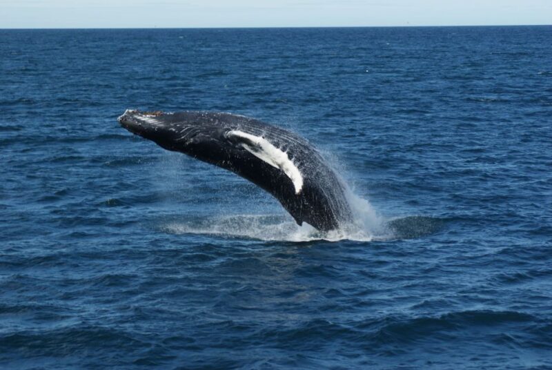 From Reykjavik: Whale Watching Tour - The Experience with Guides and onboard Amenities