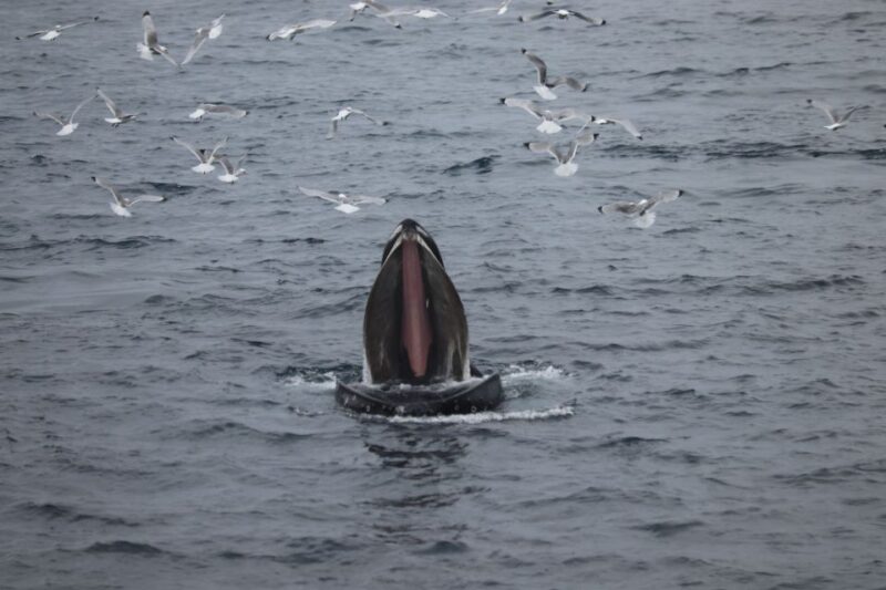 From Reykjavik: Whale Watching Tour - Accessibility and Practical Tips for Travelers
