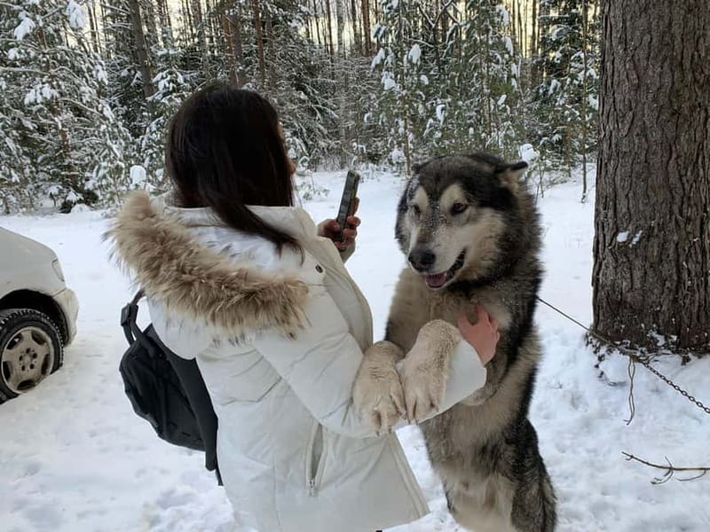 From Riga: Husky Sledding or Wheel Kart Tour - From Riga: Husky Sledding or Wheel Kart Tour – A Unique Latvian Adventure