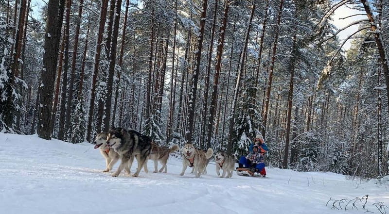 From Riga: Husky Sledding or Wheel Kart Tour - Key Points
