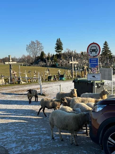 From Riga: Trip to the Hill of Crosses and Pearls of Jelgava - Who Will Enjoy This Tour?