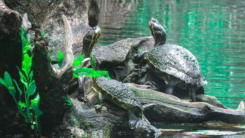 From Riviera Maya: 3 Cenotes Adventure Tour with Lunch - Exploring Casa Cenote: The First Snorkeling Stop